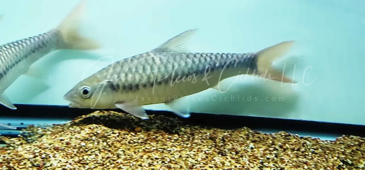 Red mahseer - (Tor Sinensis)