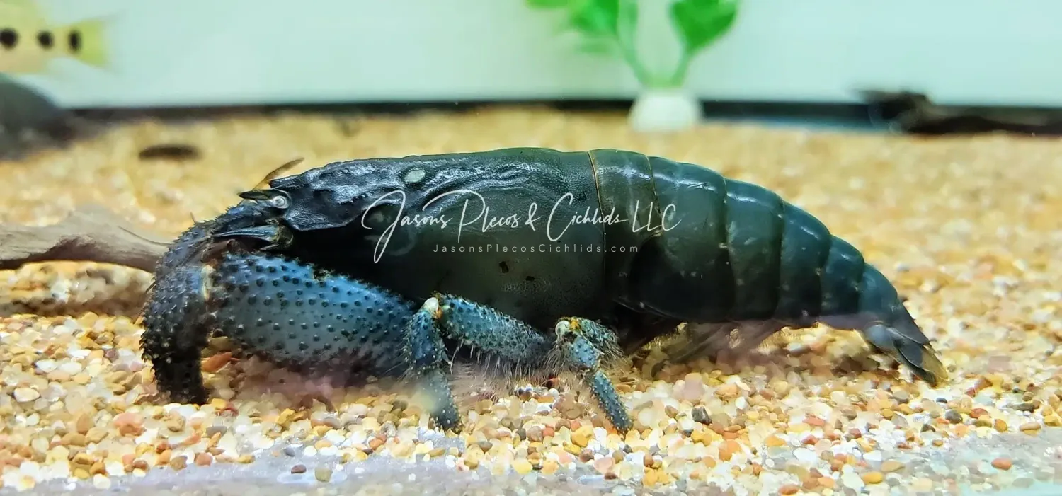 Vampire Shrimp - (Atya gabonensis)