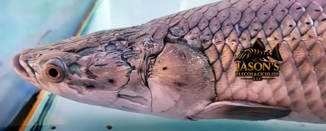 Arapaima - (Arapaima Gigas)