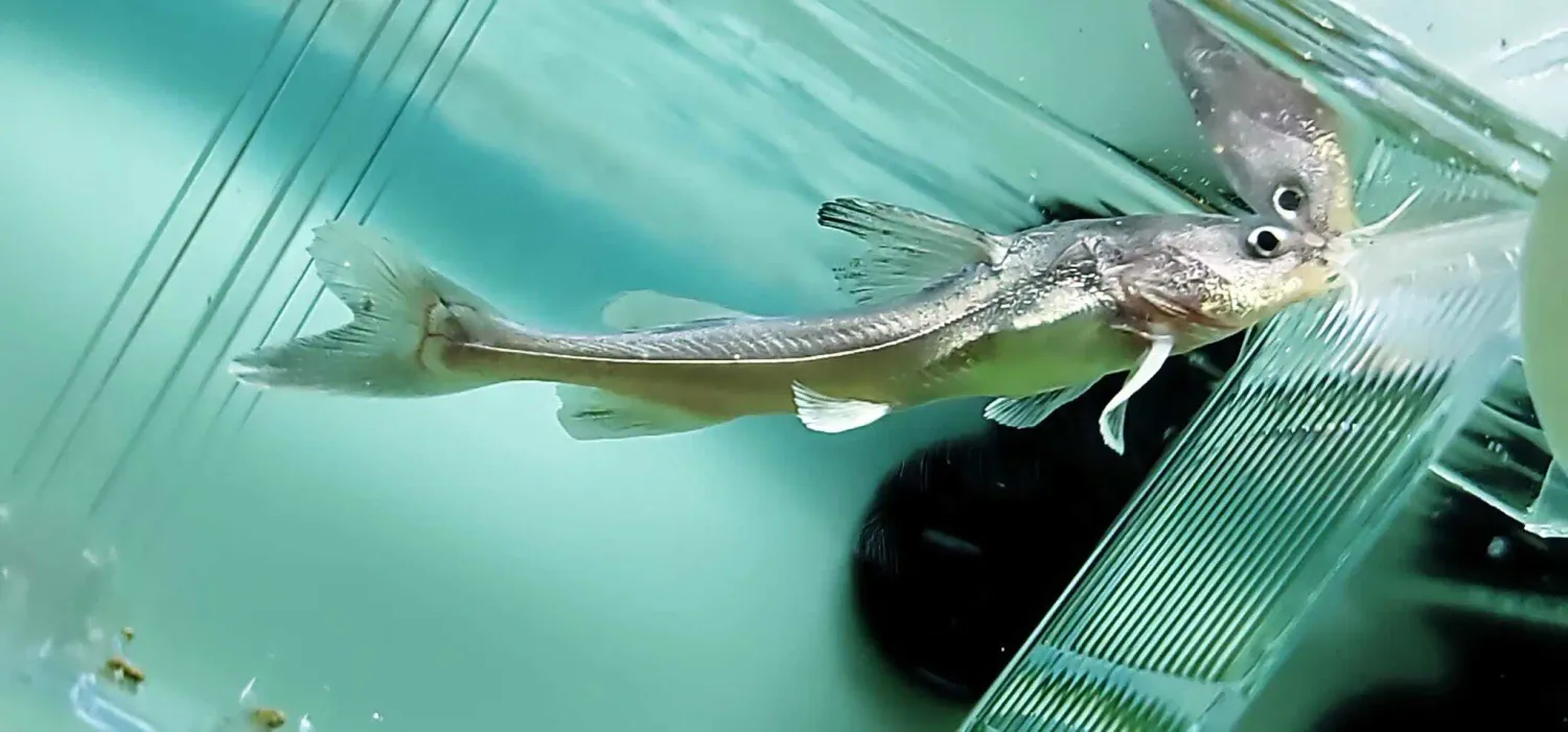 Shark Catfish - (Hemiarius stormii)