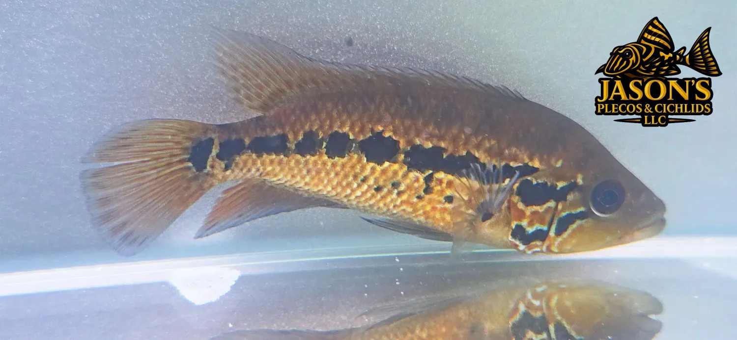 Red Tiger Motaguense - (Parachromis motaguensis)