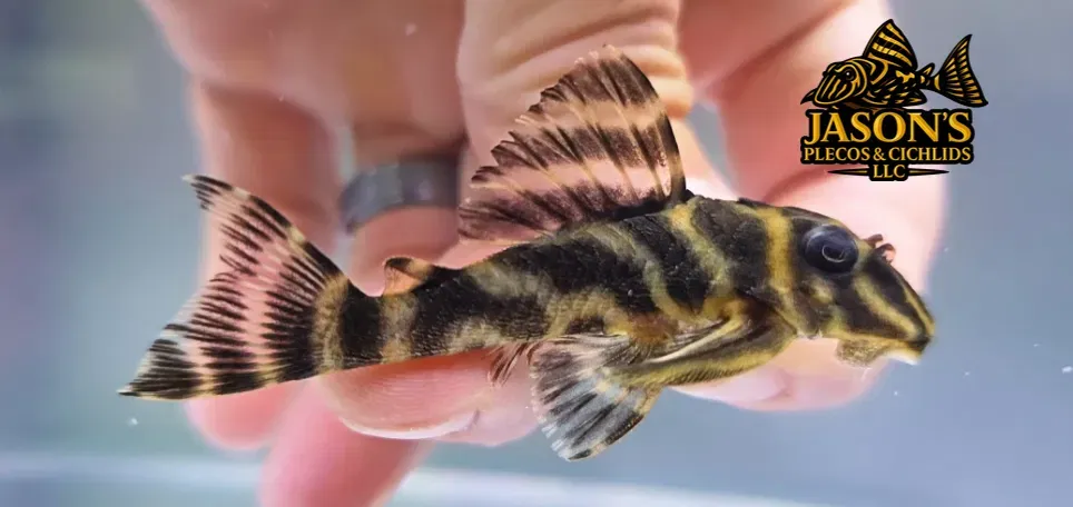 L199 Yellowhead Zebra Pleco - (Hypancistrus furunculus)