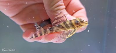 L199 Yellowhead Zebra Pleco - (Hypancistrus furunculus)