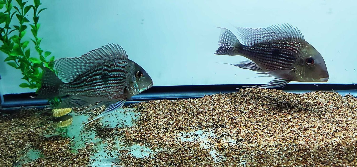 Sveni Eartheater - (Geophagus sveni Rio Parana) Breeding Pair