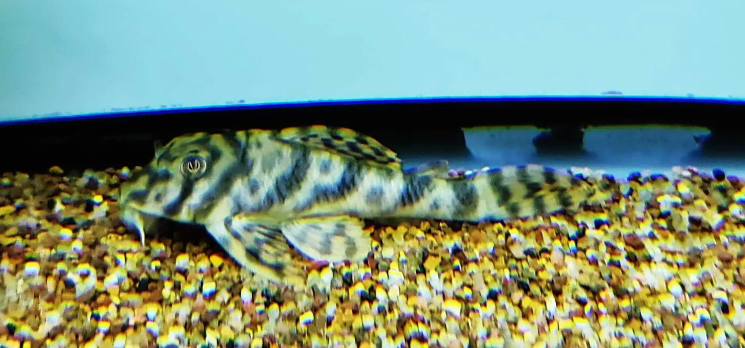 L243 Orange Tiger Pleco - (Peckoltia wernekei)