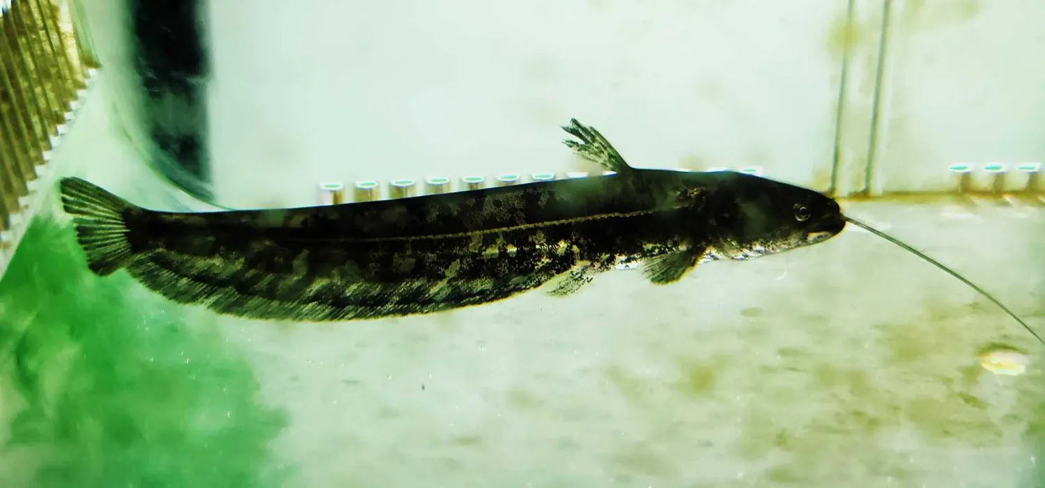 Chinese Wels Catfish - (Silurus meridionalis)