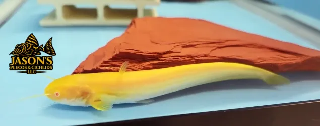 Albino Chinese Wels Catfish - (Silurus meridionalis)
