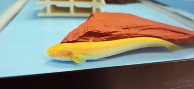 Albino Chinese Wels Catfish - (Silurus meridionalis)