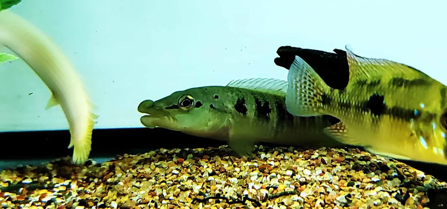 Biglip Pike Cichlid - (Crenicichla Tendybaguassu)