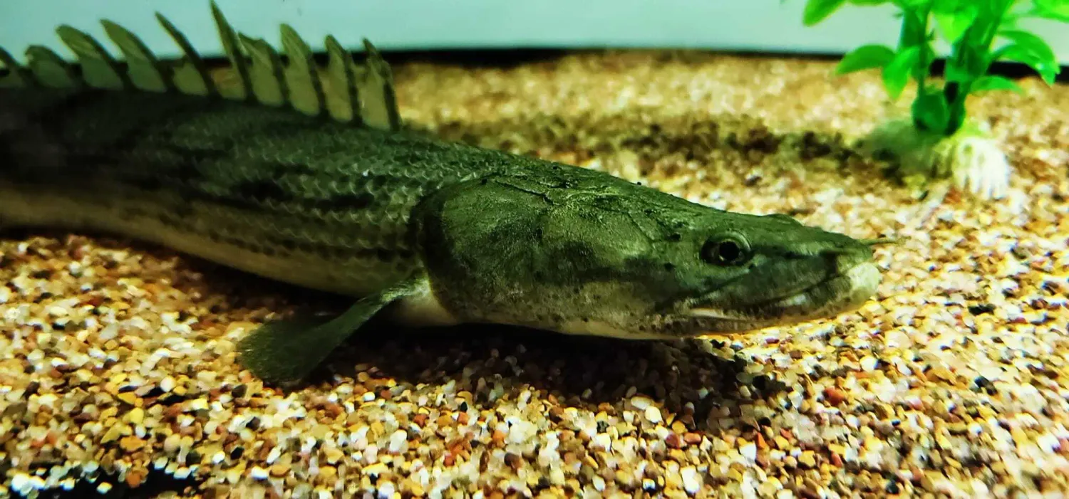 Gisela Bichir - (Polypterus aff. Congicus)