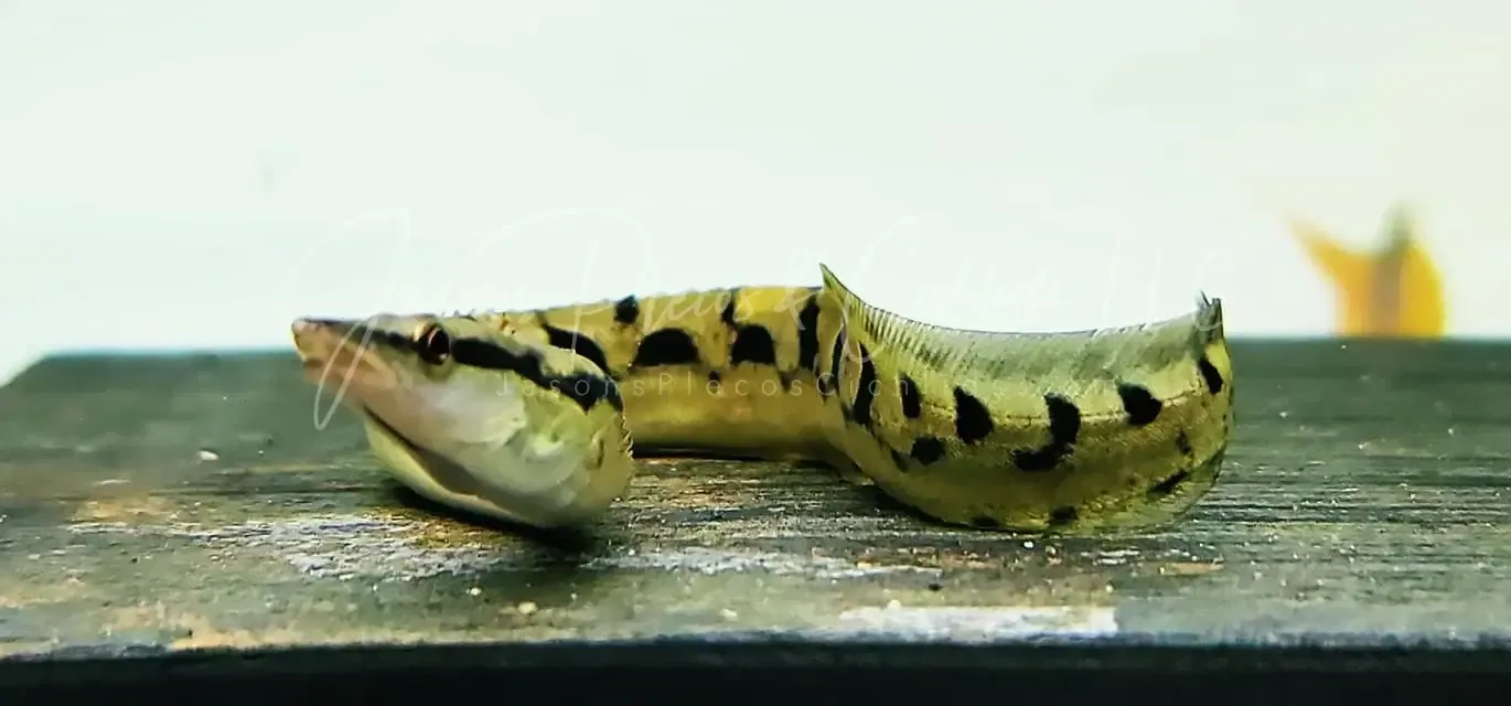 Indian Armatus Eel - (Mastacembelus armatus) New Species