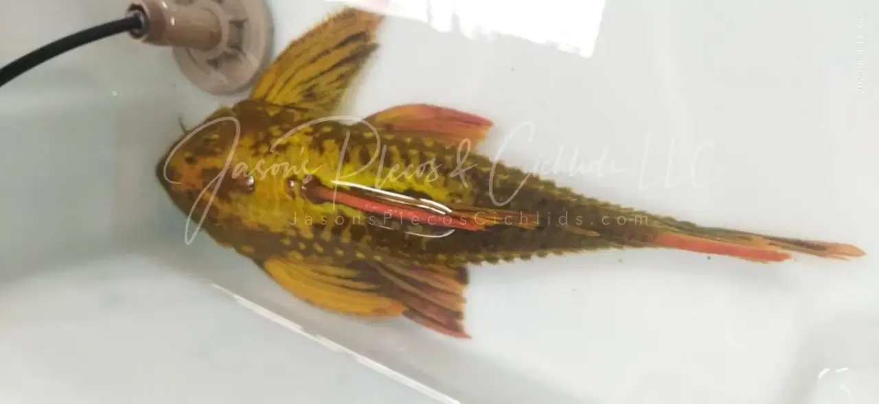 L024 Red Fin Cactus Pleco - (Pseudacanthicus pitanga) Color Morph