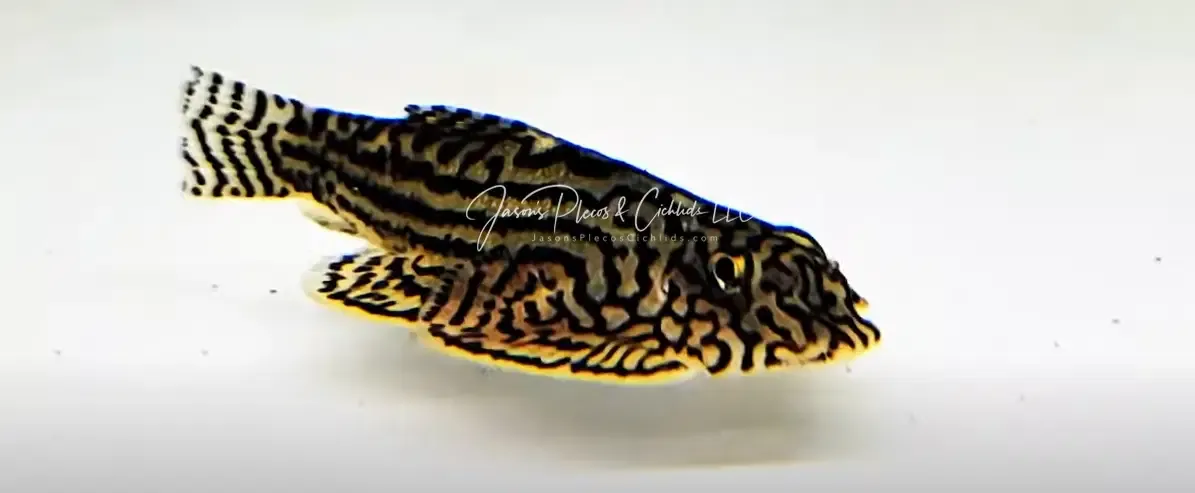 Hillstream Loach - (Beaufortia kweichowensis)