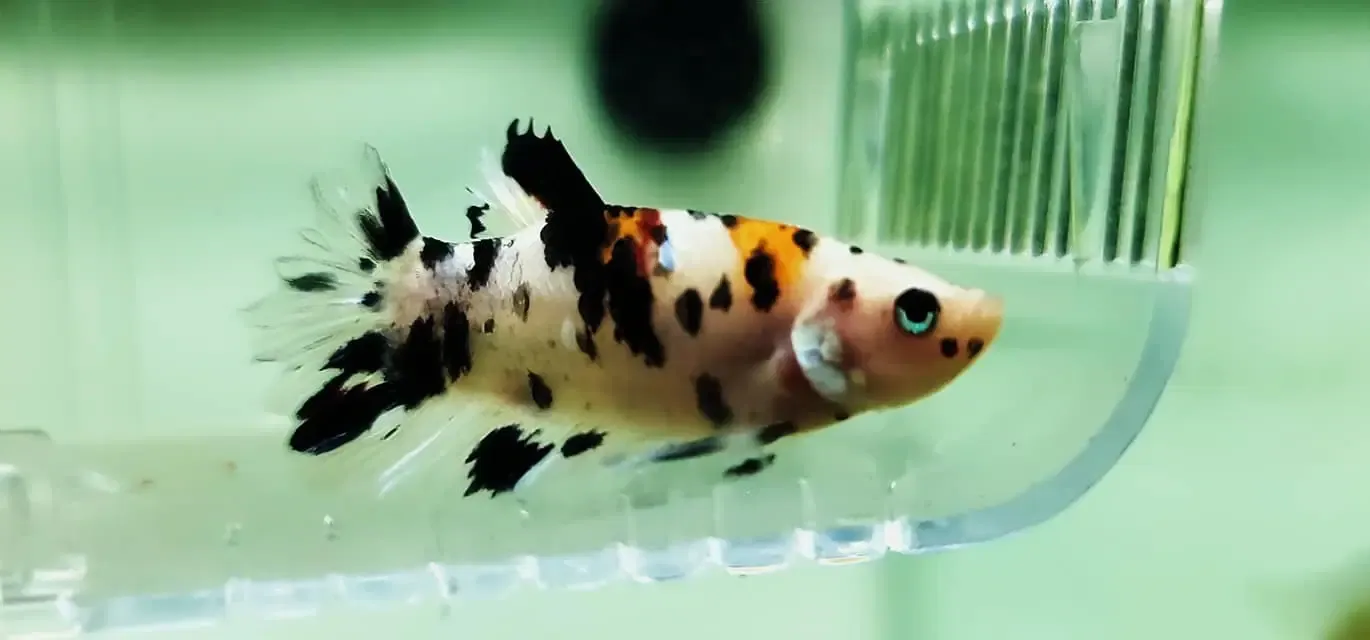 Calico Plakat Betta - (Betta splendens)