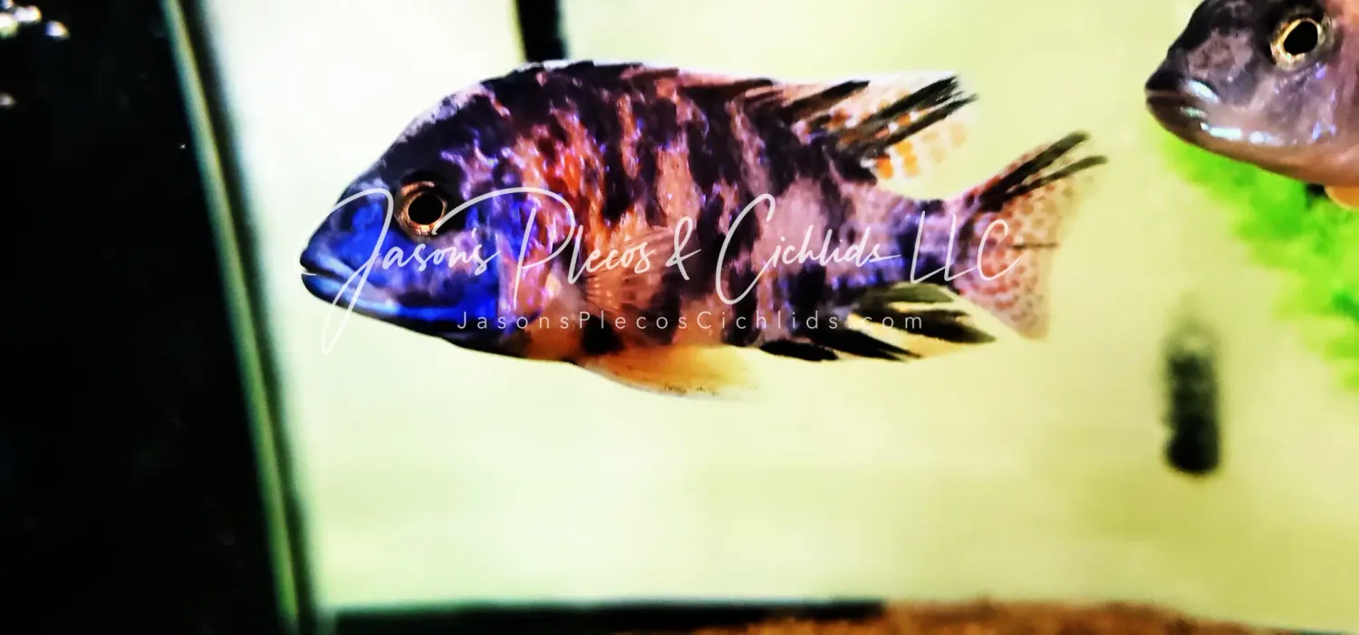 OB Peacock (Aulonocara sp.)