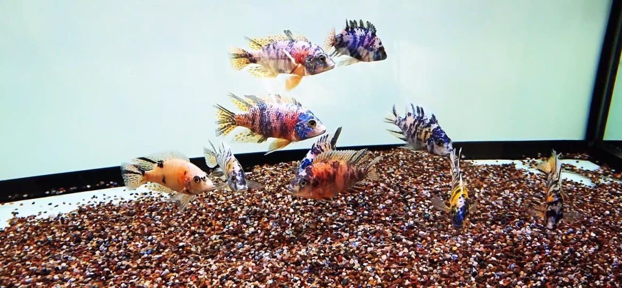OB Peacock Cichlid (Aulonocara sp.)