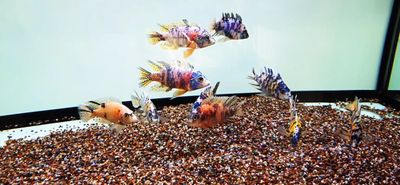 OB Peacock Cichlid (Aulonocara sp.)