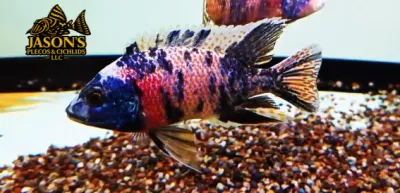 OB Peacock Cichlid (Aulonocara sp.)