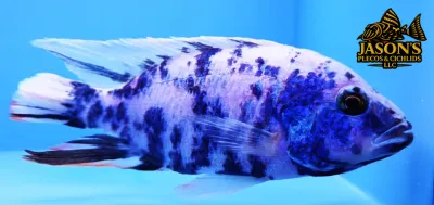 OB Peacock Cichlid (Aulonocara sp.)