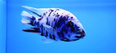 OB Peacock Cichlid (Aulonocara sp.)