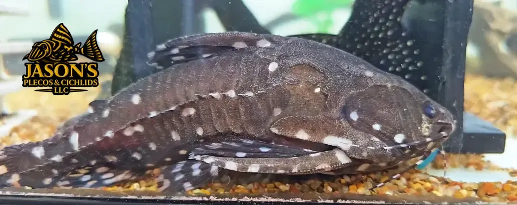 Spotted Talking Catfish/Spotted Raphael Catfish - (Agamyxis pectinifrons)