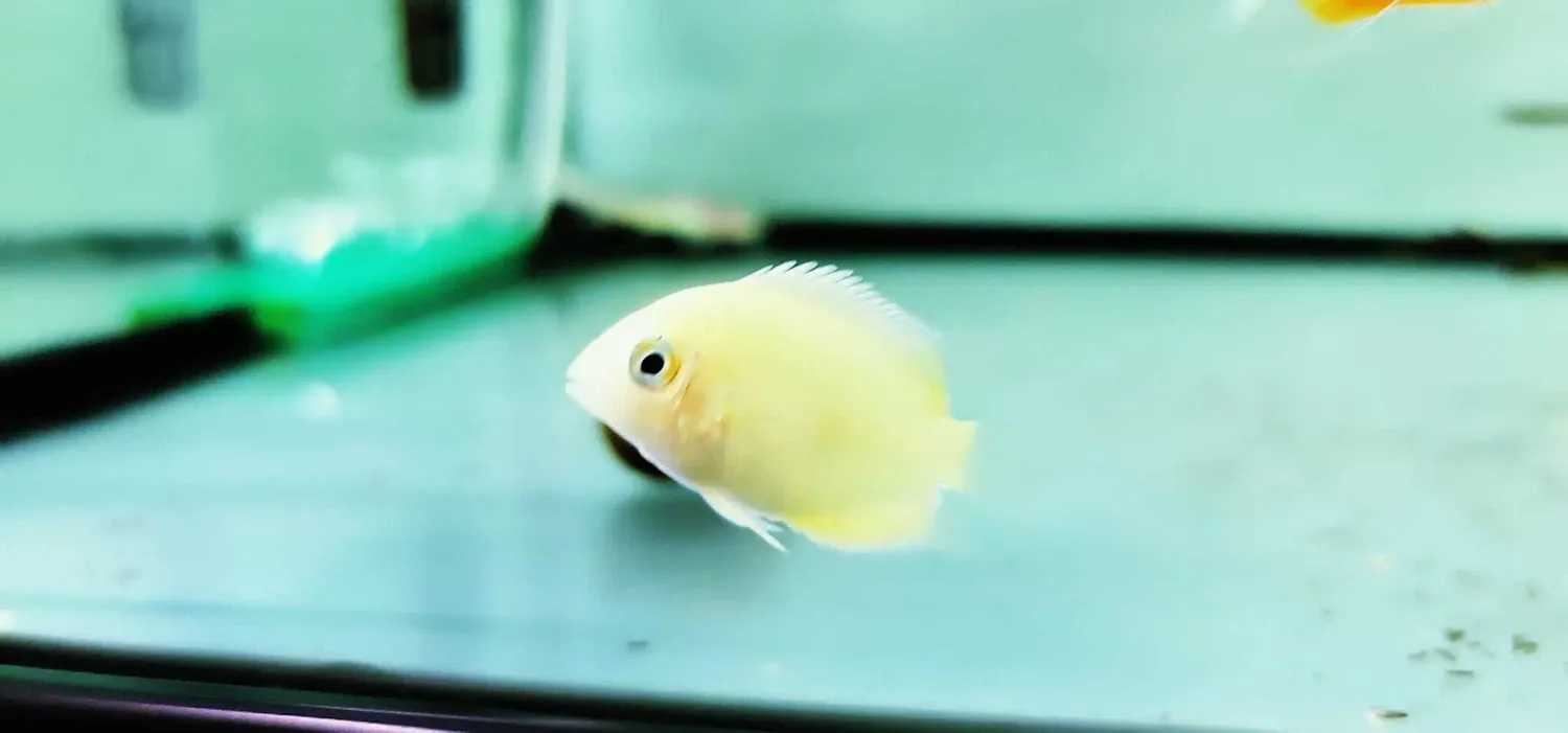 Gold Severum - (Heros efasciatus)