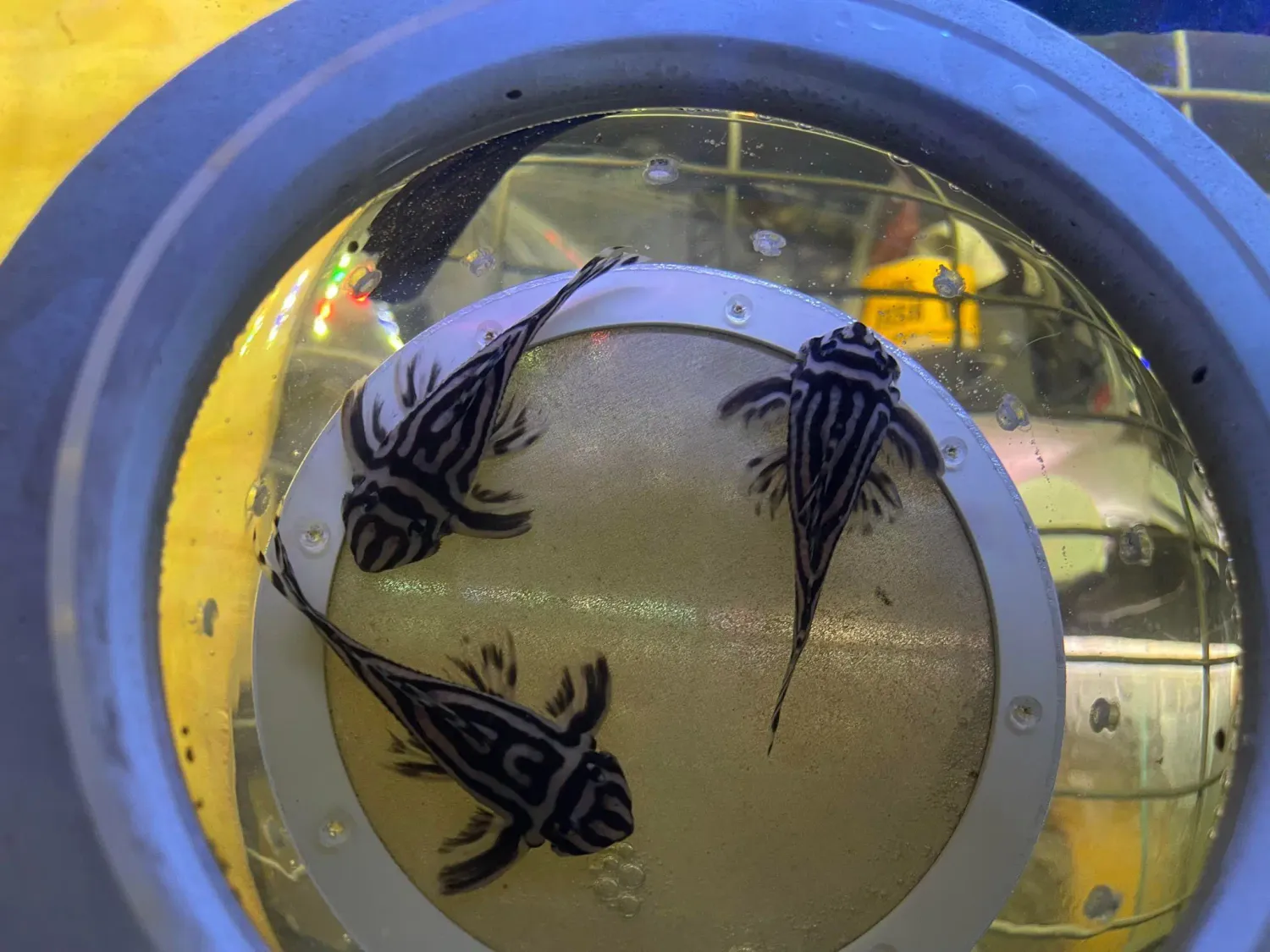 L046 Zebra Pleco - (Hypancistrus zebra) 10x Quantity - 6M/4F