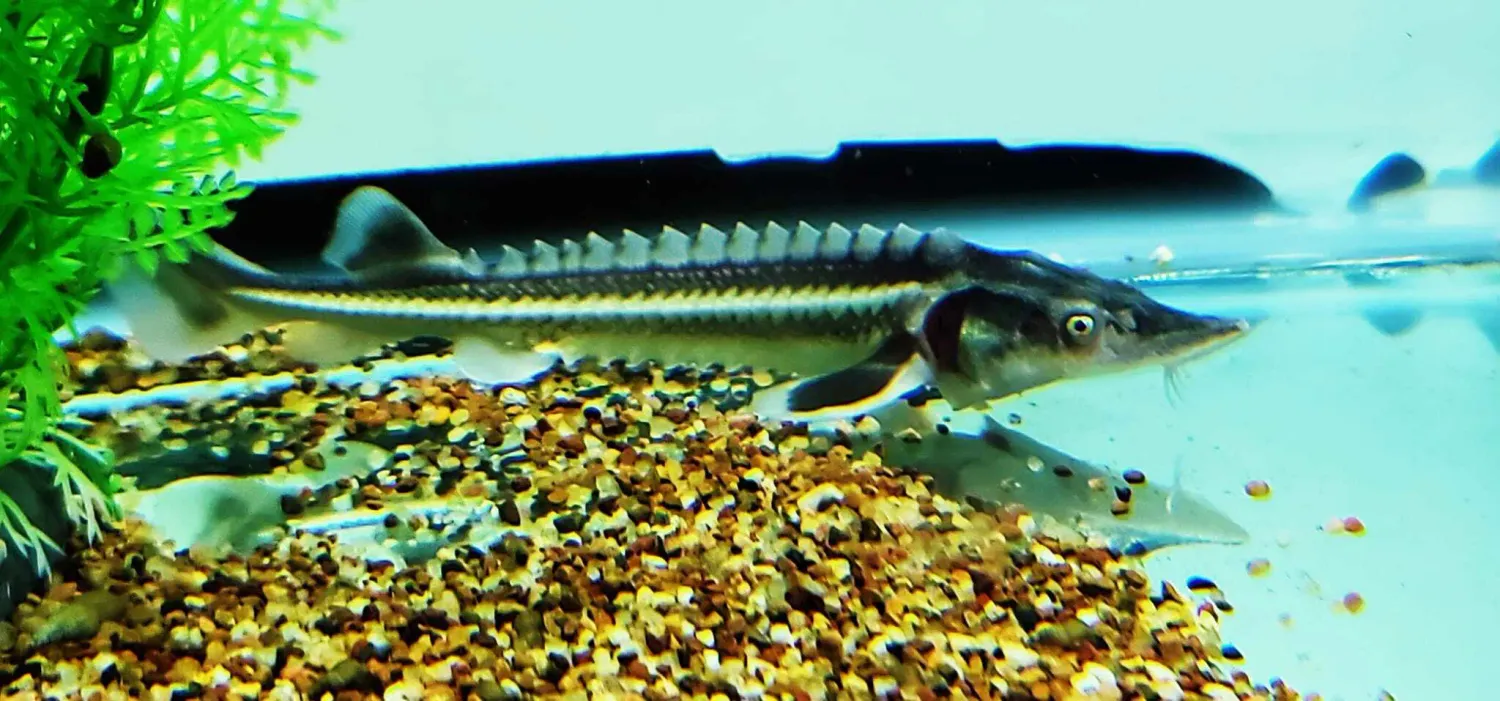 Diamondback Sturgeon - (Acipenser Gueldenstaedtii)