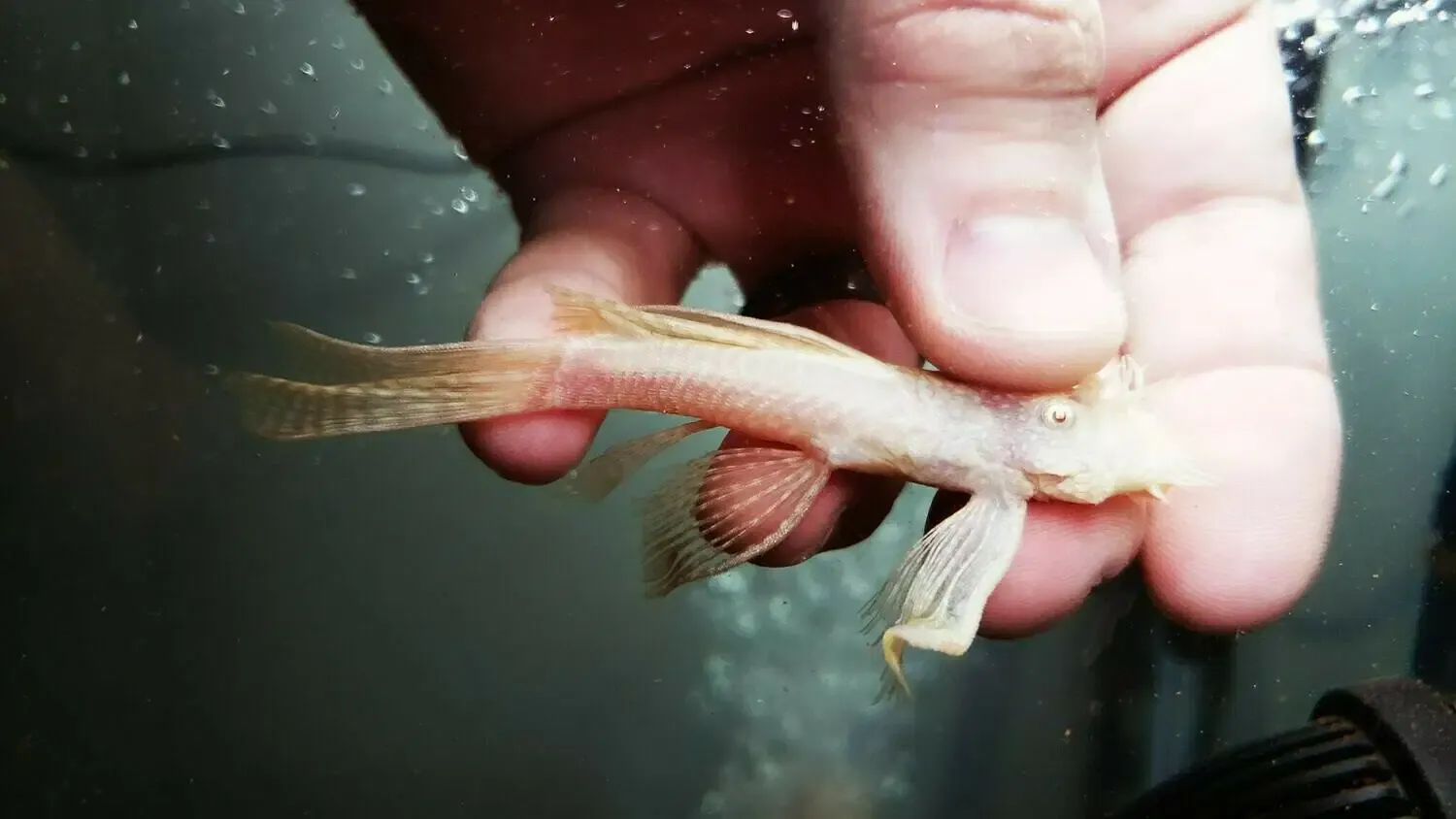 Longfin Albino Bristlenose - (Ancistrus cf. cirrhosus), Sex: Male