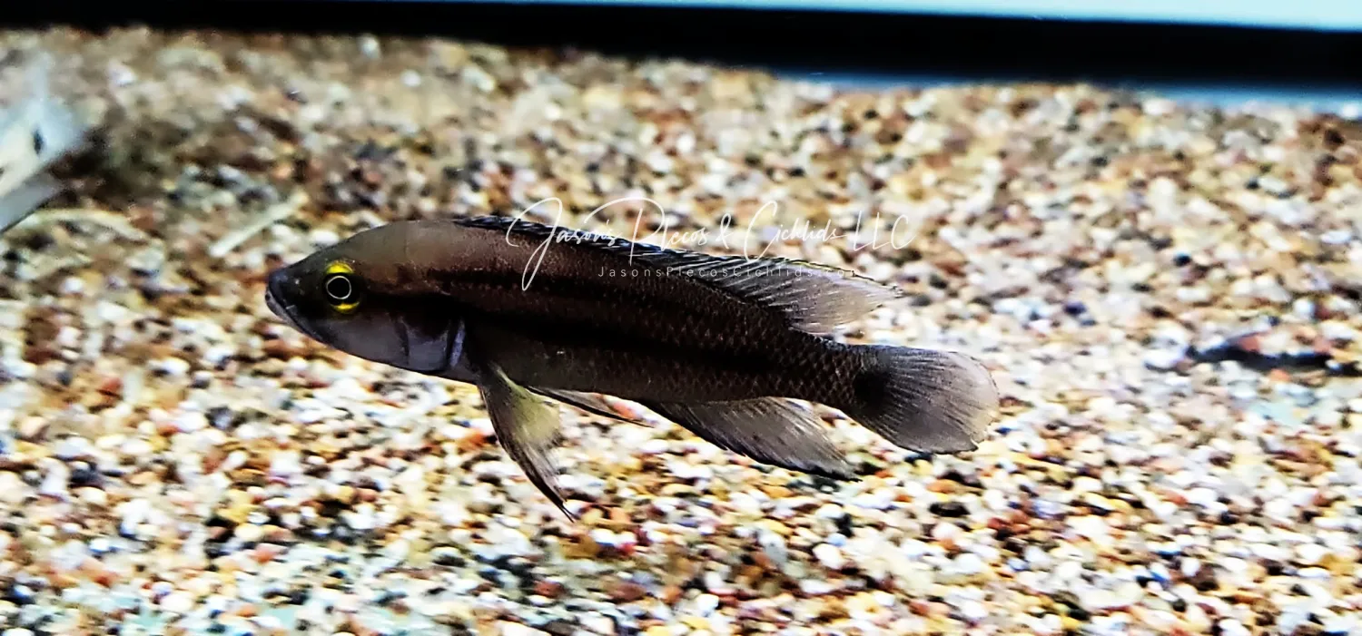 Neolamprologus Bifasciatus