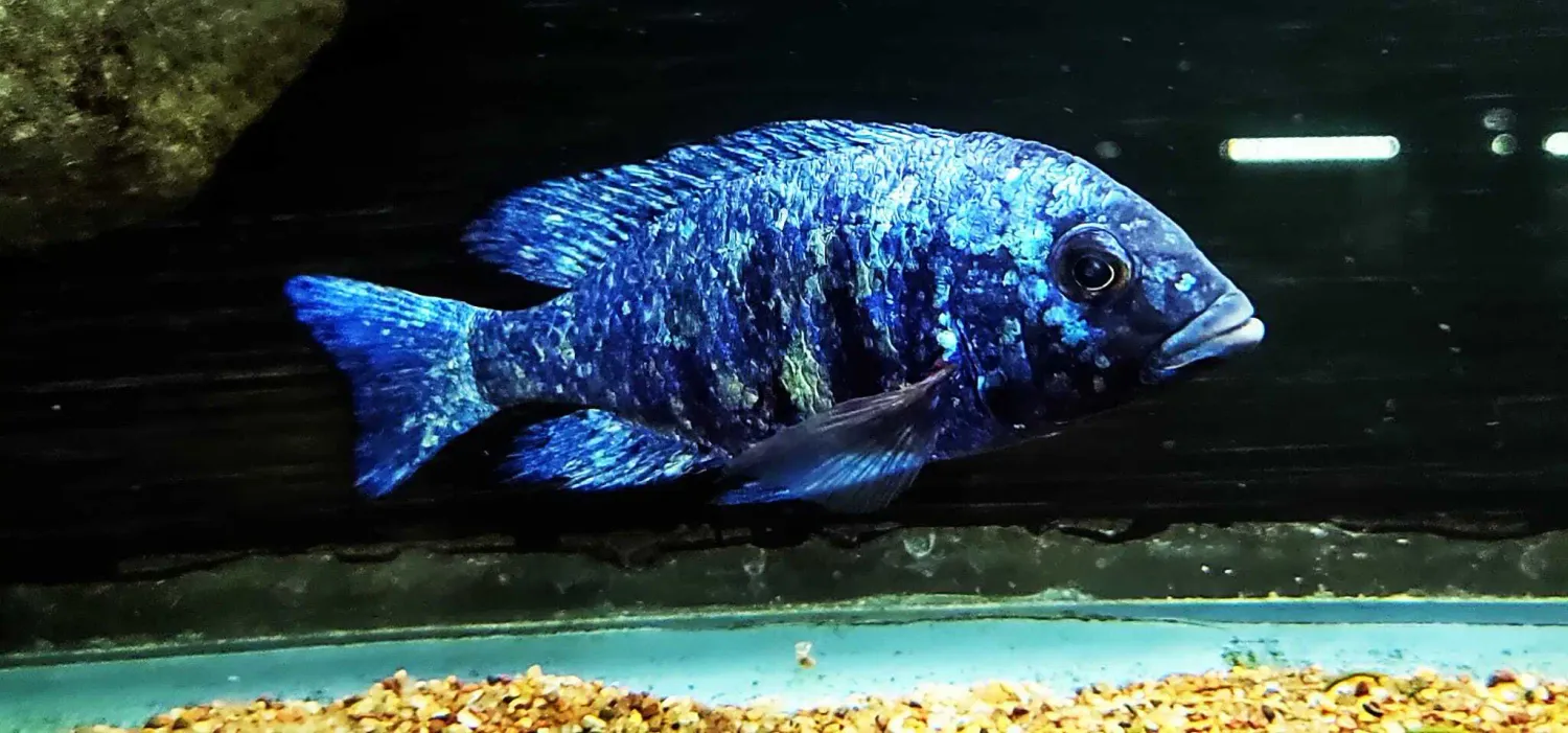 Star Sapphire - (Placidochromis sp. Phenochilus Tanzania)
