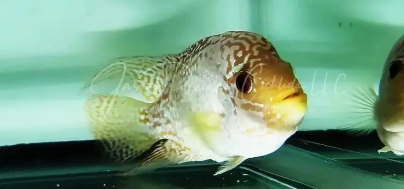 Fireman's Dream Flowerhorn