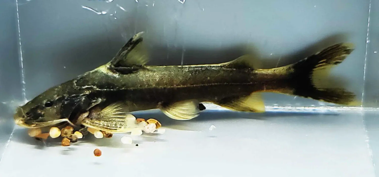 Glyptothorax platypogon