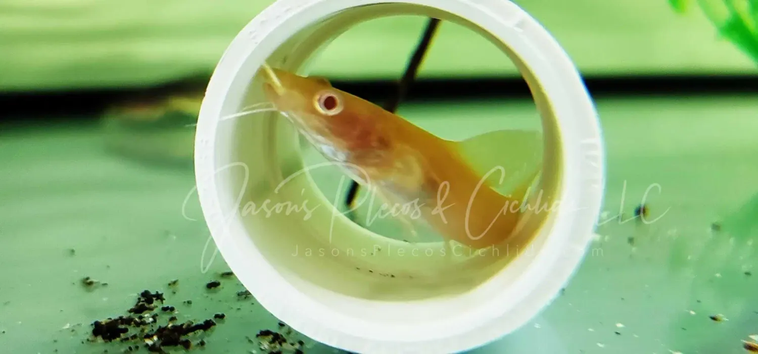 Albino Asian Redtail Catfish - (Hemibagrus nemurus)