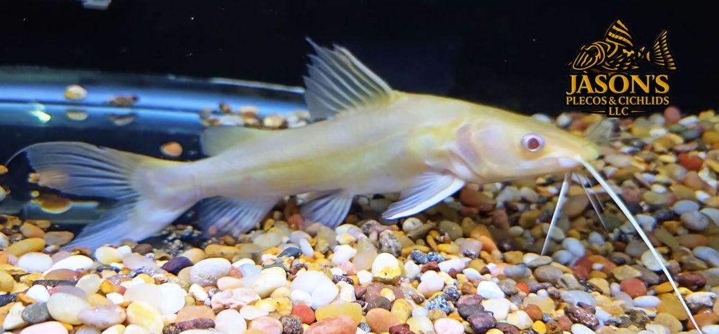 Albino Asian Redtail Catfish - (Hemibagrus nemurus)