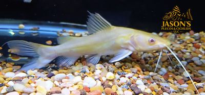 Albino Asian Redtail Catfish - (Hemibagrus nemurus)