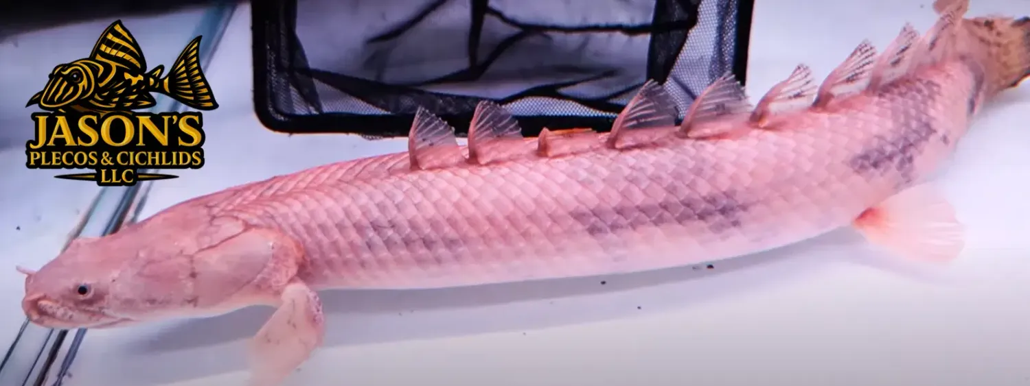 Endli Bichir - (Polypterus endlicheri endlicheri)