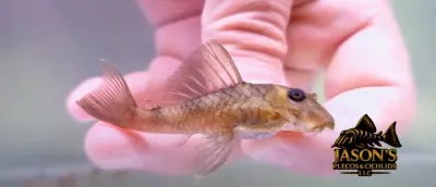 L339 Luna Angel Pleco - (Hypancistrus lunaorum) L339 Luna Angel Pleco - (Hypancistrus lunaorum)