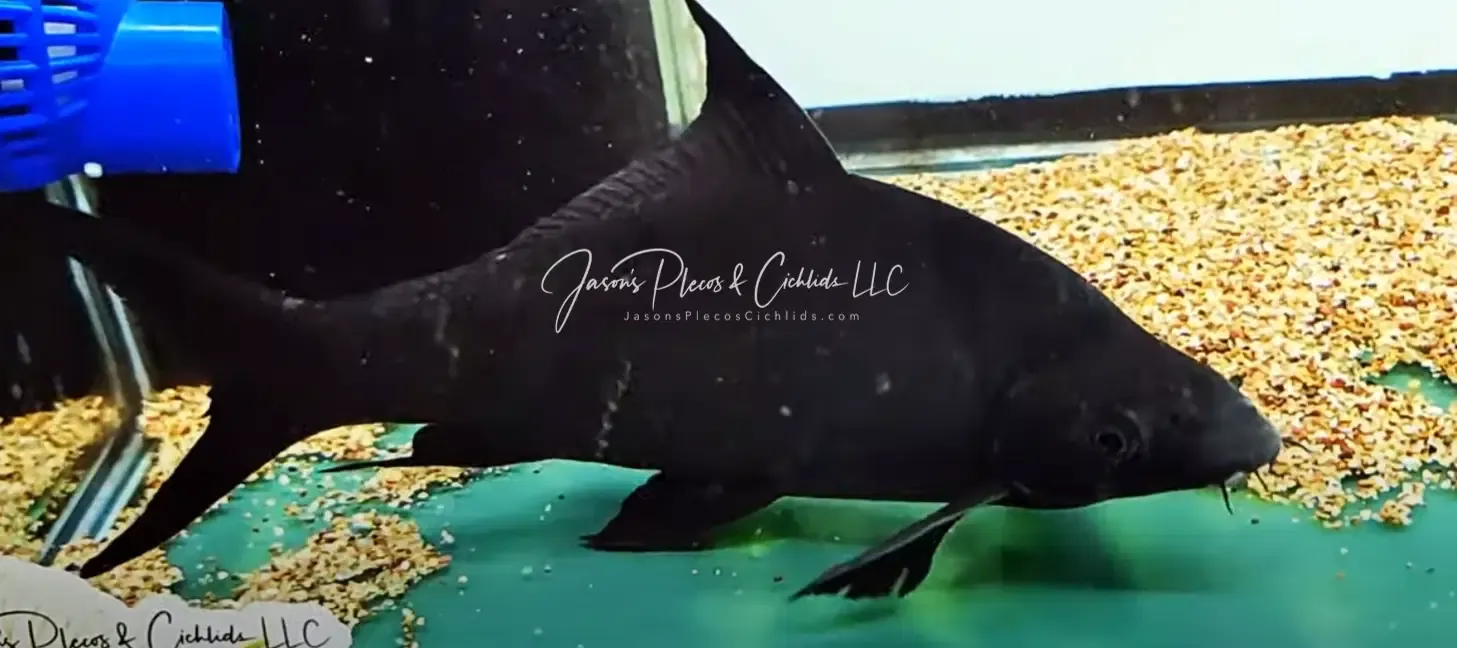 Black Shark - (Labeo chrysophekadion)