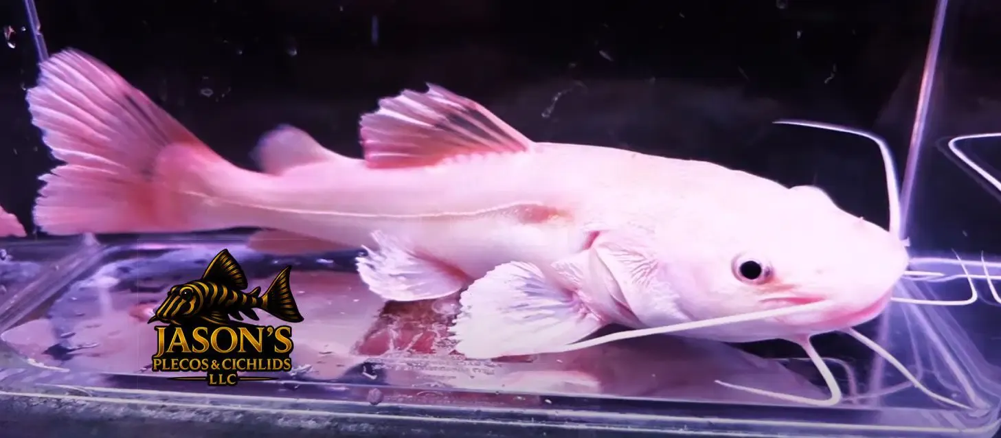 Phantom Redtail Catfish - (Phractocephalus Hemioliopterus)