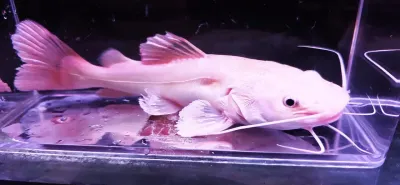Phantom Redtail Catfish - (Phractocephalus Hemioliopterus)