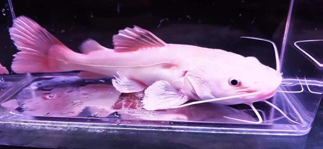 Phantom Redtail Catfish - (Phractocephalus Hemioliopterus)
