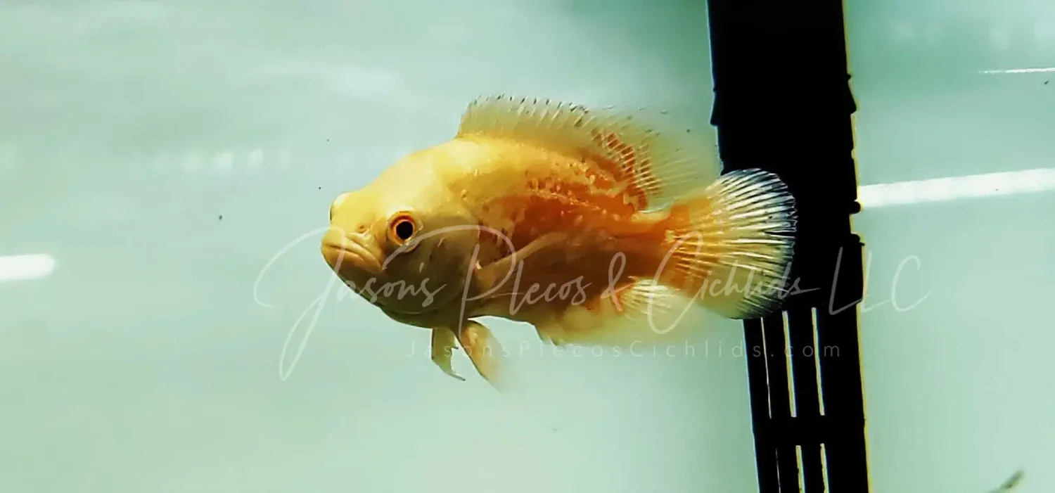 Nemo Tiger Oscar - (Astronotus ocellatus)