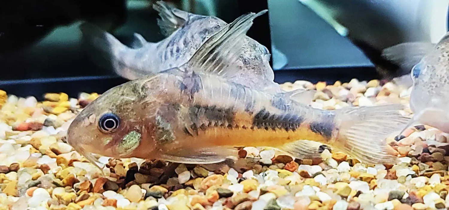 Peppered Cory - (Corydoras (lineage 6) paleatus)