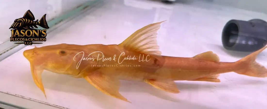 Albino Yarrelli Goonch Catfish - (Bagarius Yarrelli)