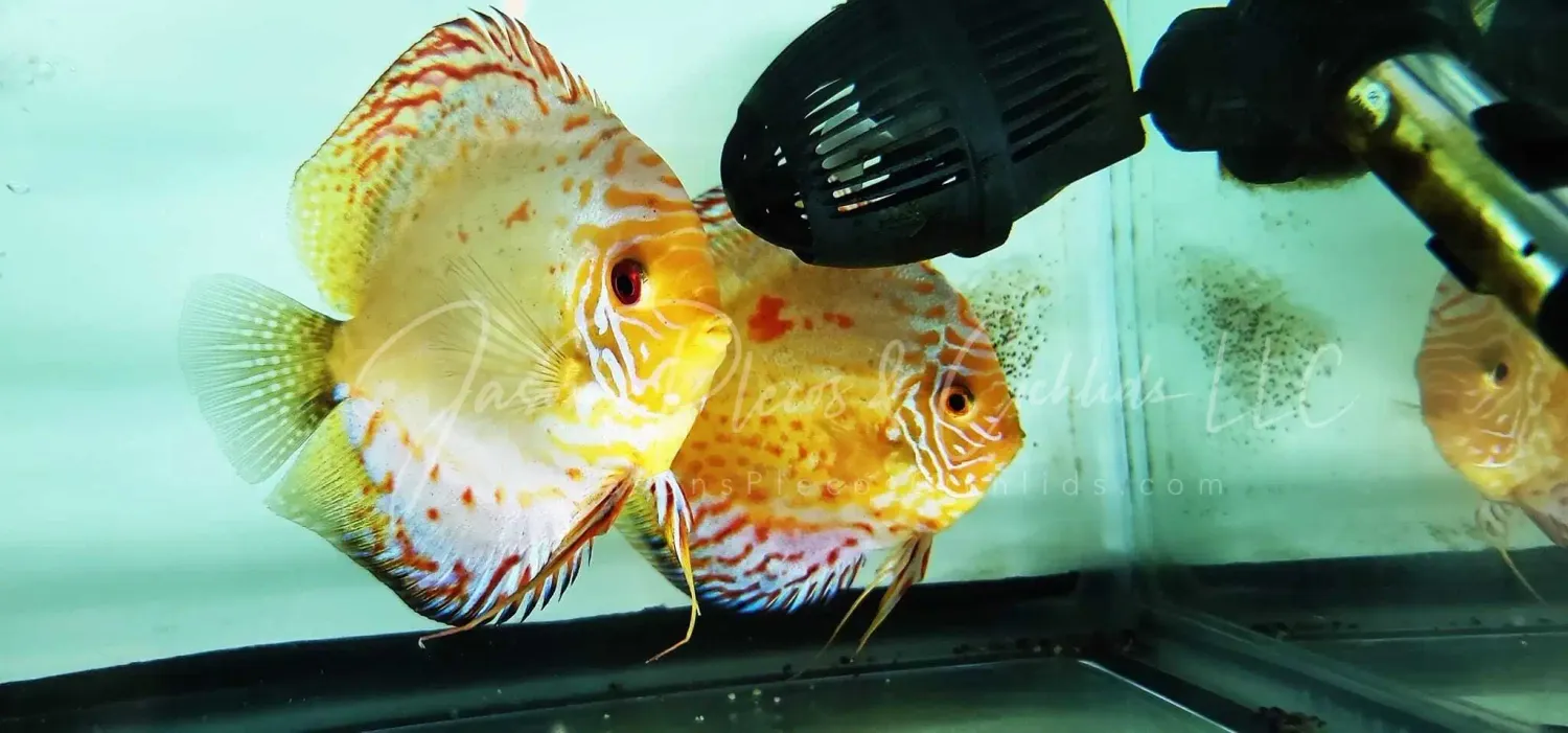 Breeding Pair Discus - (Symphysodon aequifasciatus)