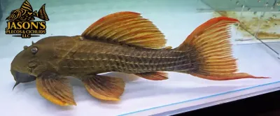 L024 Red Fin Cactus Pleco - (Pseudacanthicus pitanga) Super Red