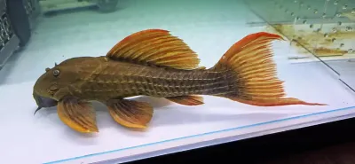 L024 Red Fin Cactus Pleco - (Pseudacanthicus pitanga) Super Red