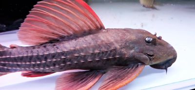 L024 Red Fin Cactus Pleco - (Pseudacanthicus pitanga) Super Red