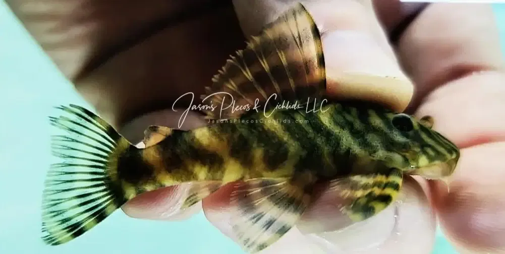 L080 Spiny Pleco - (Peckoltia sp.)